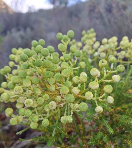 Berzelia lanuginosa young flowerheads
